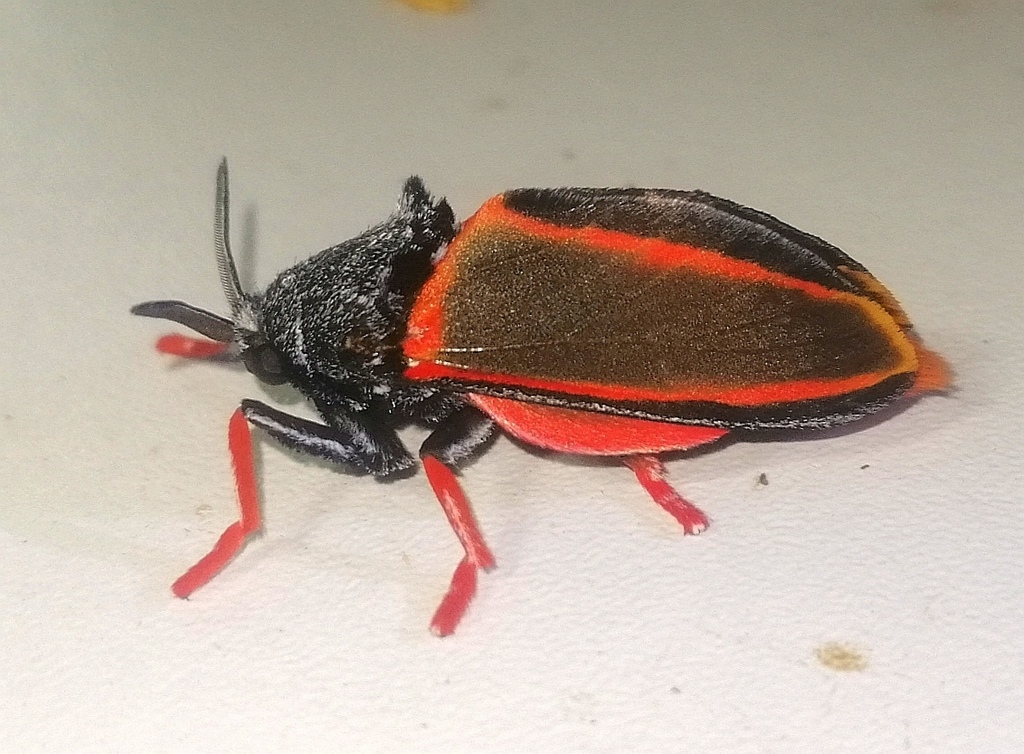 Edebessa circumcincta