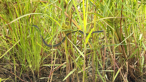 Western Ribbon Snake