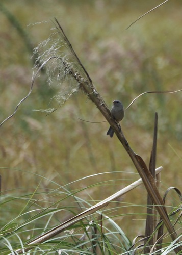 Plain-colored Seedeater (Catamenia inornata), photo 3
