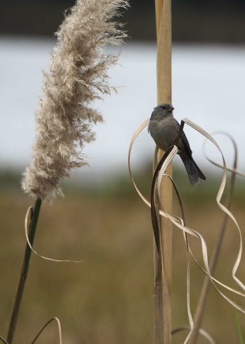 Plain-colored Seedeater (Catamenia inornata), photo 2