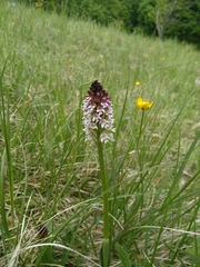 Neotinea ustulata ustulata
