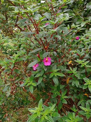 Monochaetum vulcanicum, photograph 4
