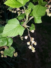 Ribes nigrum