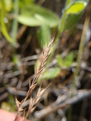 Festuca sciurea