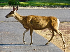 Odocoileus hemionus