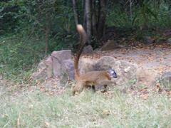 Eulemur rufifrons