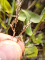 Festuca sciurea