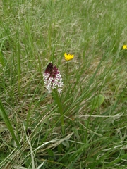 Neotinea ustulata ustulata