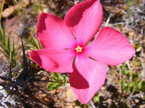 Catharanthus ovalis