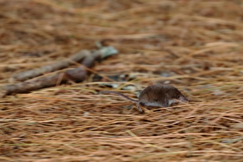 Masked Shrew observed by dee_rich1514