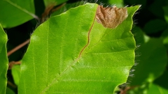 Orchestes fagi