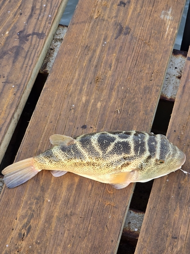 Bullseye Puffer (Sphoeroides annulatus)