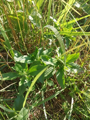 Gentiana villosa, photograph 2