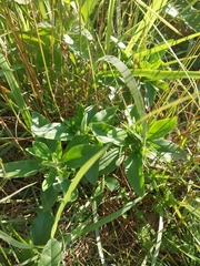 Gentiana villosa, photograph (c) Chris Hoess, some rights reserved (CC BY-SA)