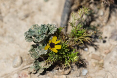 Adonis microcarpa