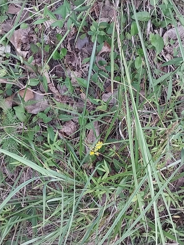Packera anonyma, photograph 3