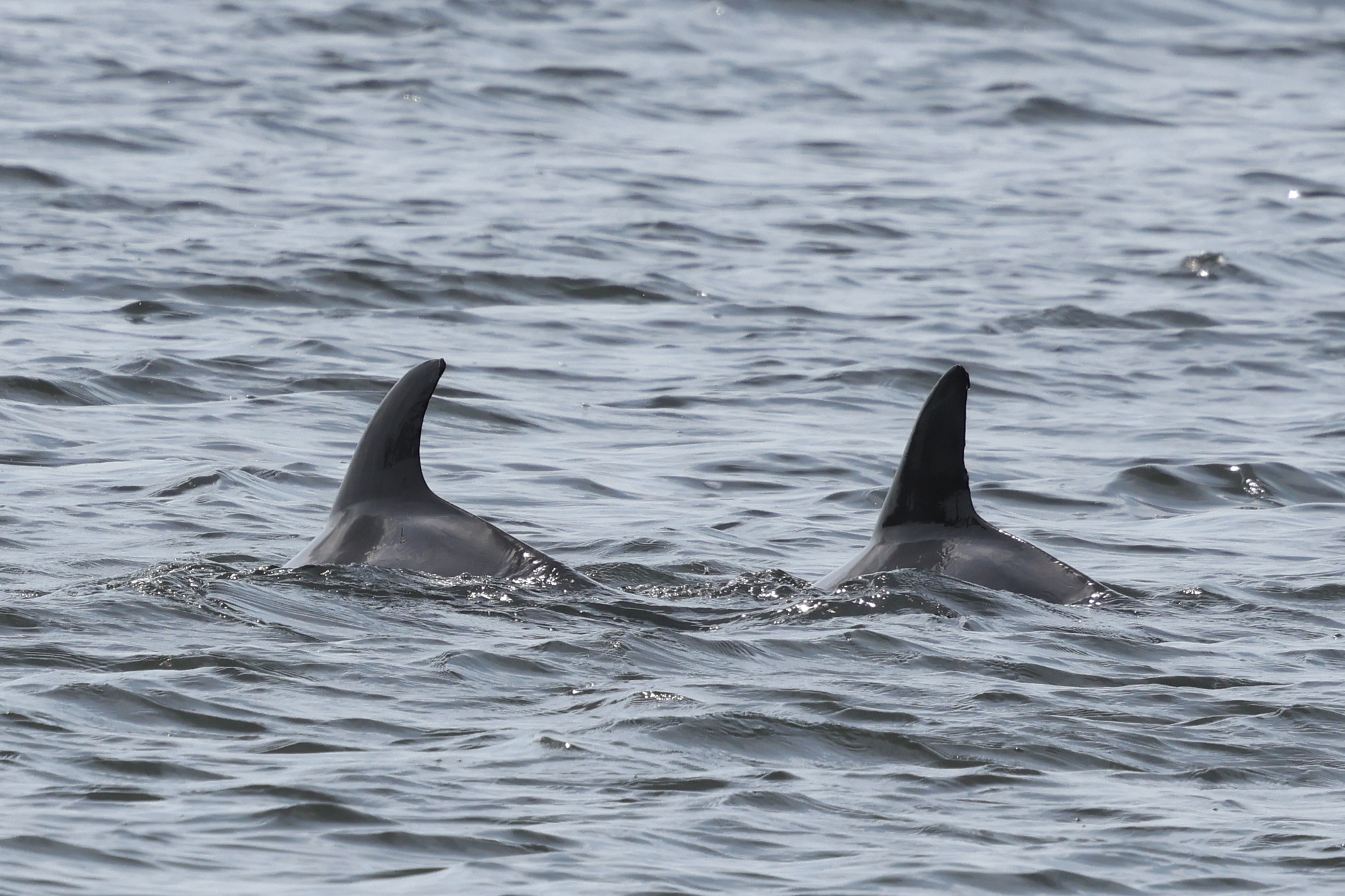 Tursiops erebennus