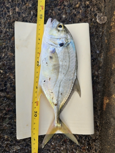 Pacific Crevalle Jack (Caranx caninus)
