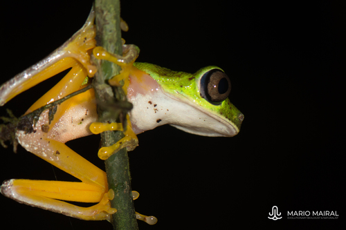 Lemur Leaf Frog
