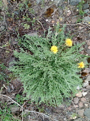 Centaurea pseudomaculosa