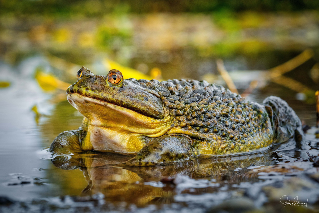 Chilean Toad