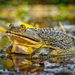 Helmeted Water Toad - Photo (c) Felipe Rabanal, some rights reserved (CC BY-NC), uploaded by Felipe Rabanal