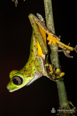 Agalychnis lemur