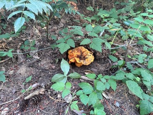 Hypomyces lactifluorum