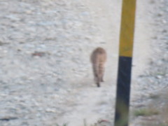 Prionailurus bengalensis