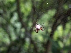 Bijoaraneus