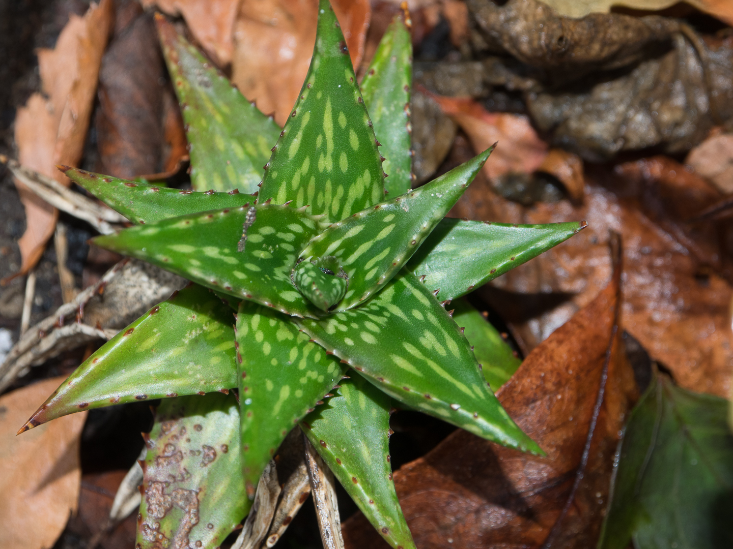 Aloe jucunda