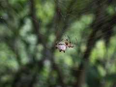 Bijoaraneus