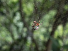 Bijoaraneus
