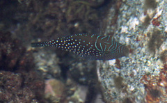 Canthigaster amboinensis