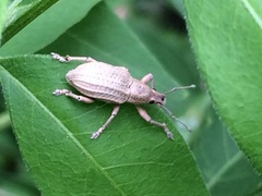 Compsus auricephalus