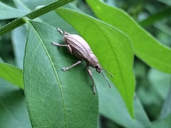 Compsus auricephalus