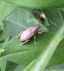 Compsus auricephalus