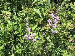 Physostegia pulchella