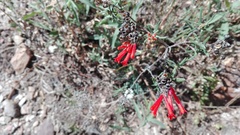 Bouvardia tenuifolia