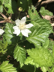 Rubus ursinus macropetalus