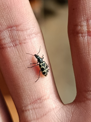 Astylus variegatus