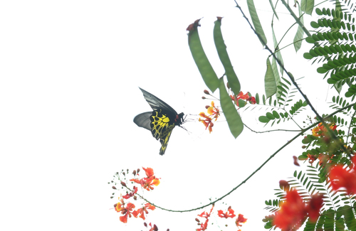 Golden Birdwing