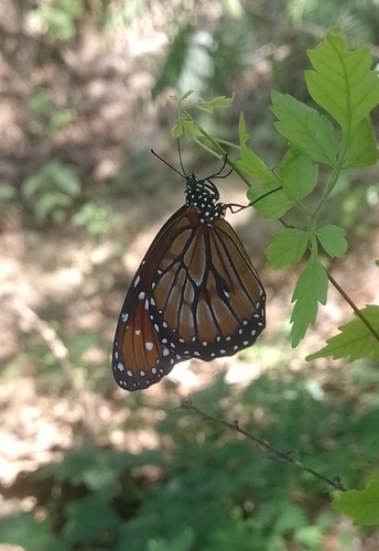 Soldier (Danaus eresimus)