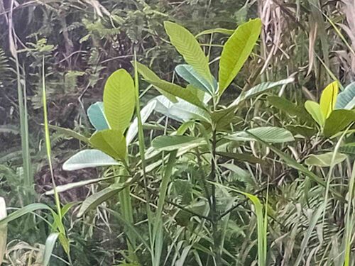 Alstonia costata observed 2026-07-02