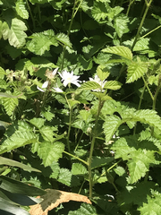 Rubus ursinus macropetalus
