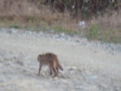 Prionailurus bengalensis