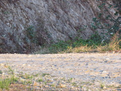 Prionailurus bengalensis