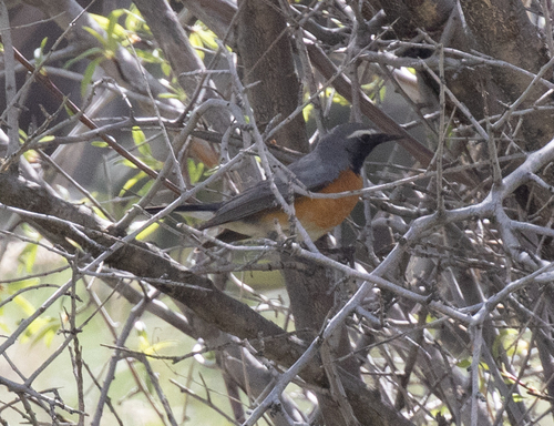White-throated Robin (Irania gutturalis), photo 1