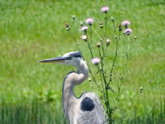 Ardea herodias