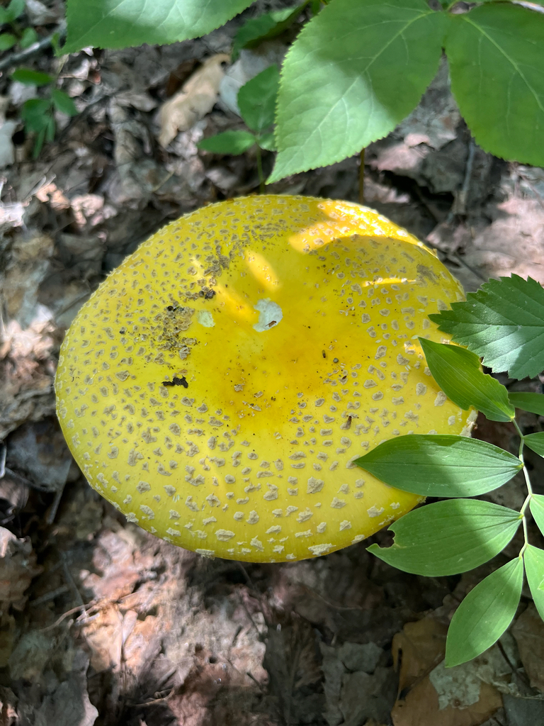 American Yellow Fly Agaric · July 2026 · photo: Photo: no rights reserved · iNaturalist